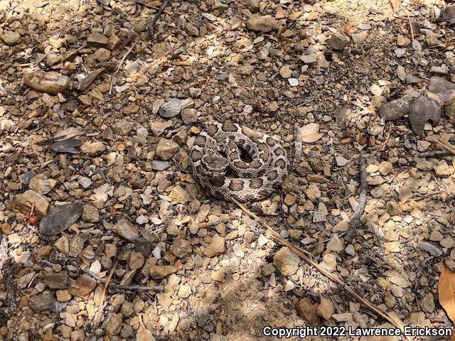 Northern Pacific Rattlesnake (Crotalus oreganus oreganus)