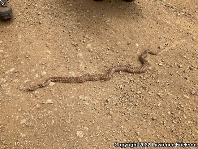 Pacific Gopher Snake (Pituophis catenifer catenifer)