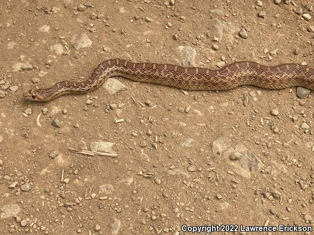 Pacific Gopher Snake (Pituophis catenifer catenifer)