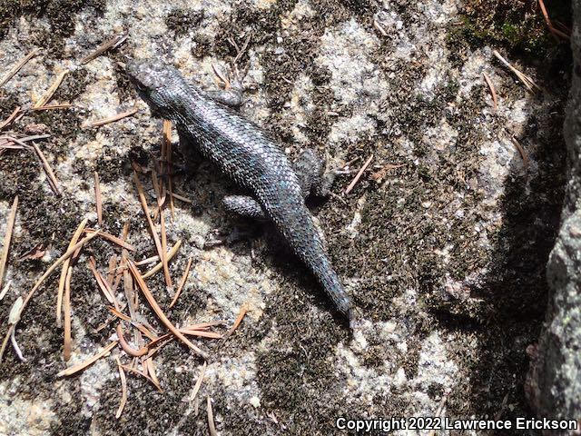 NorthWestern Fence Lizard (Sceloporus occidentalis occidentalis)