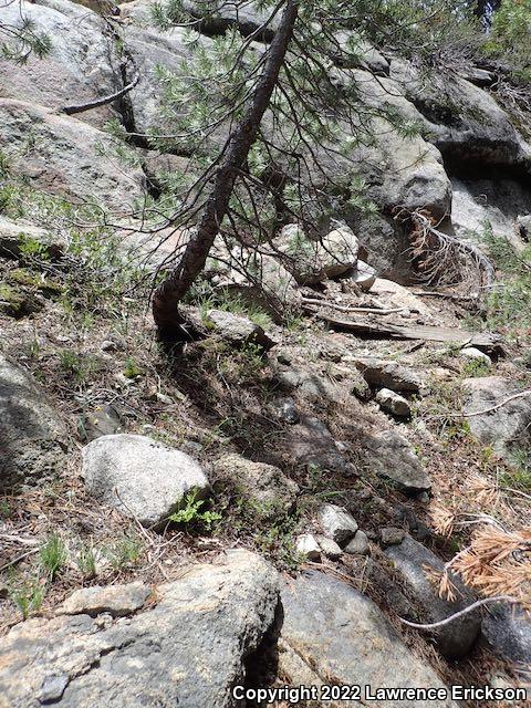 NorthWestern Fence Lizard (Sceloporus occidentalis occidentalis)