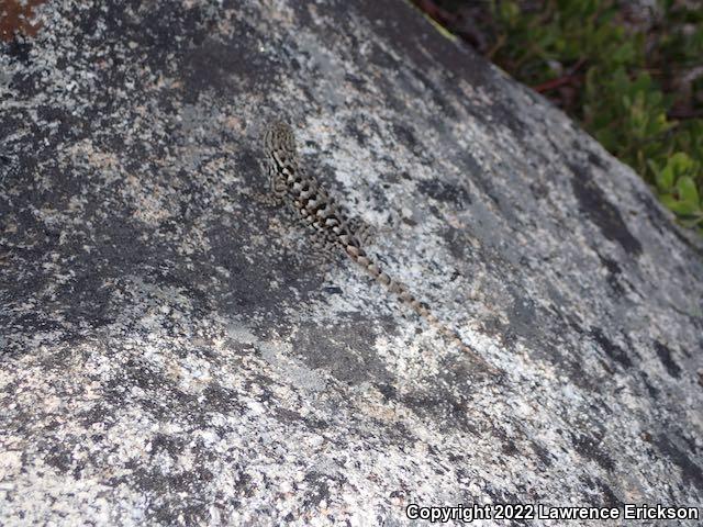 NorthWestern Fence Lizard (Sceloporus occidentalis occidentalis)