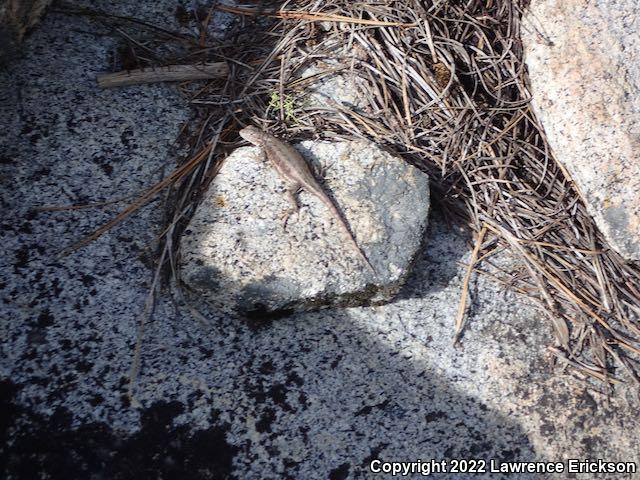 Western Sagebrush Lizard (Sceloporus graciosus gracilis)