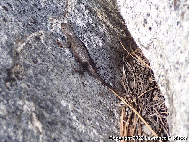 NorthWestern Fence Lizard (Sceloporus occidentalis occidentalis)