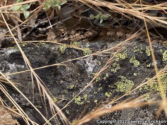 NorthWestern Fence Lizard (Sceloporus occidentalis occidentalis)