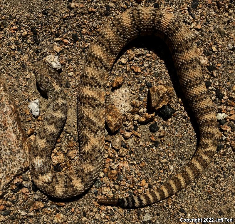 Southwestern Speckled Rattlesnake (Crotalus mitchellii pyrrhus)