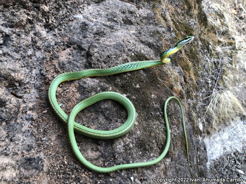 Pacific Coast Parrot Snake (Leptophis diplotropis diplotropis)