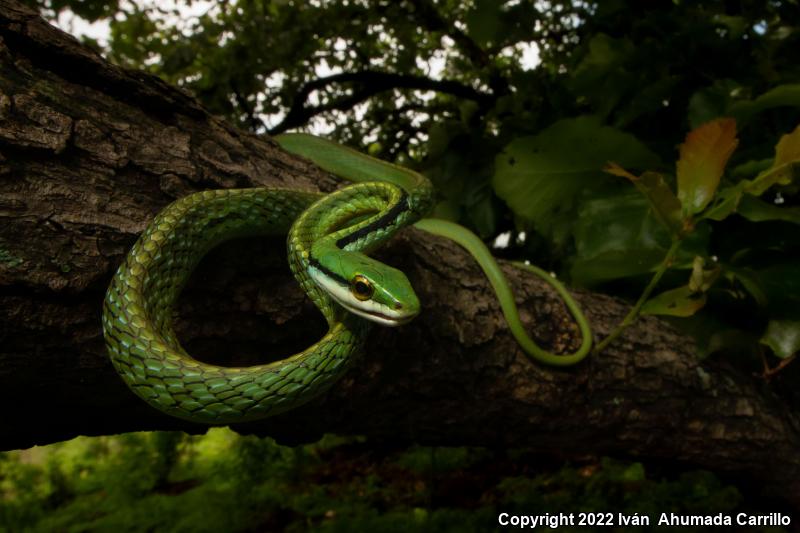 Pacific Coast Parrot Snake (Leptophis diplotropis diplotropis)