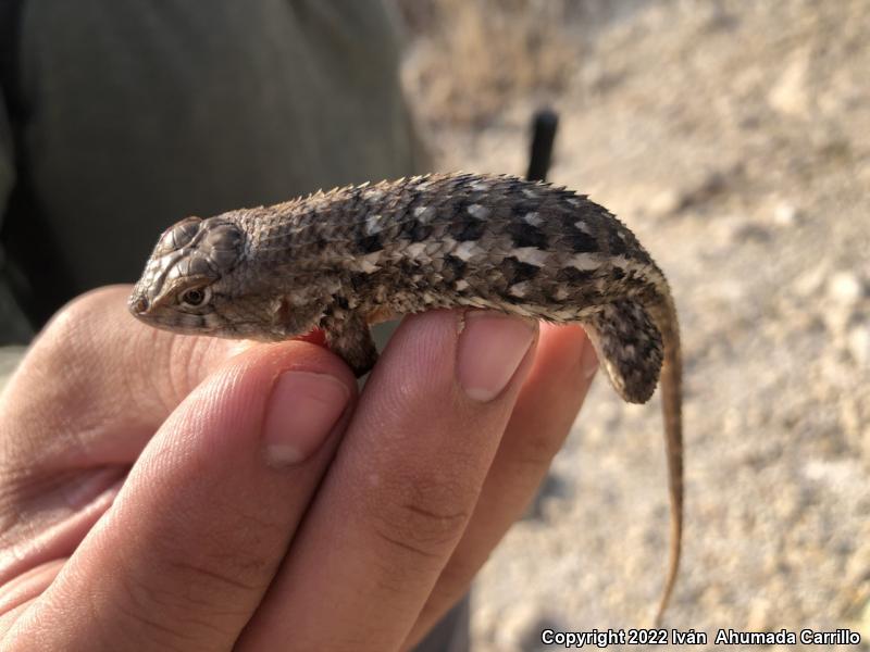 Rough Lizard (Sceloporus horridus)