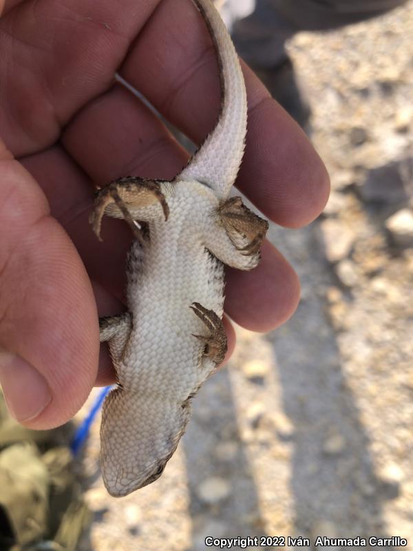 Rough Lizard (Sceloporus horridus)