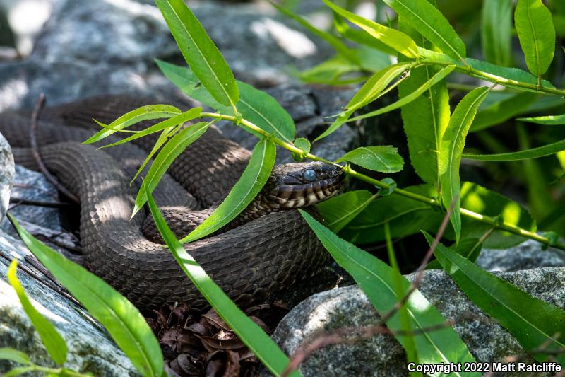 Northern Watersnake (Nerodia sipedon sipedon)