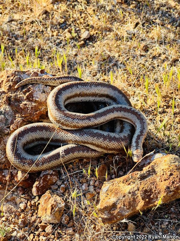 Desert Rosy Boa (Lichanura trivirgata gracia)