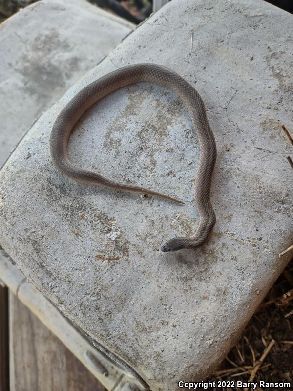 Smooth Earthsnake (Virginia valeriae)