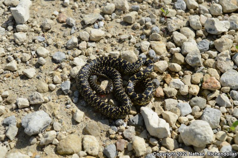 Speckled Kingsnake (Lampropeltis getula holbrooki)