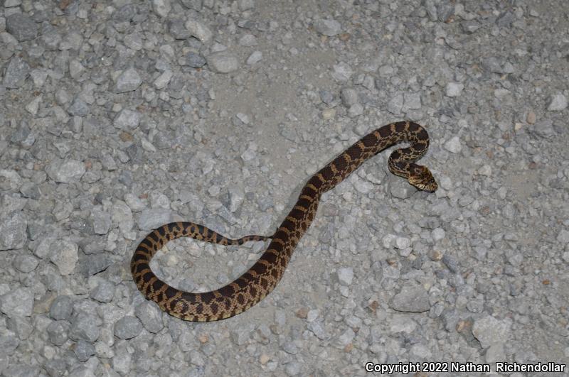 Bullsnake (Pituophis catenifer sayi)