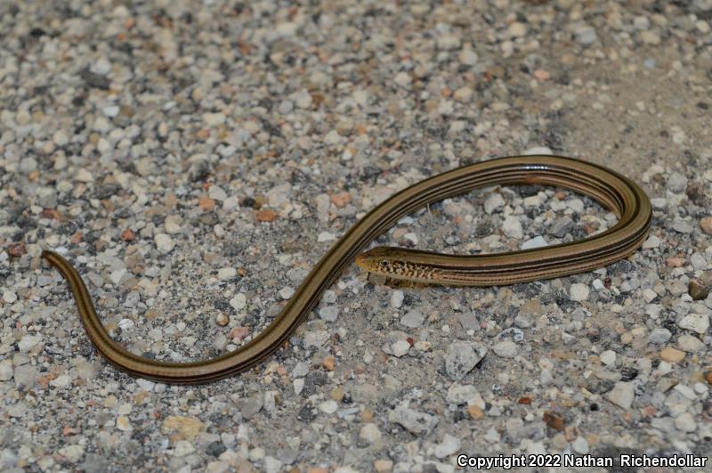 Western Slender Glass Lizard (Ophisaurus attenuatus attenuatus)