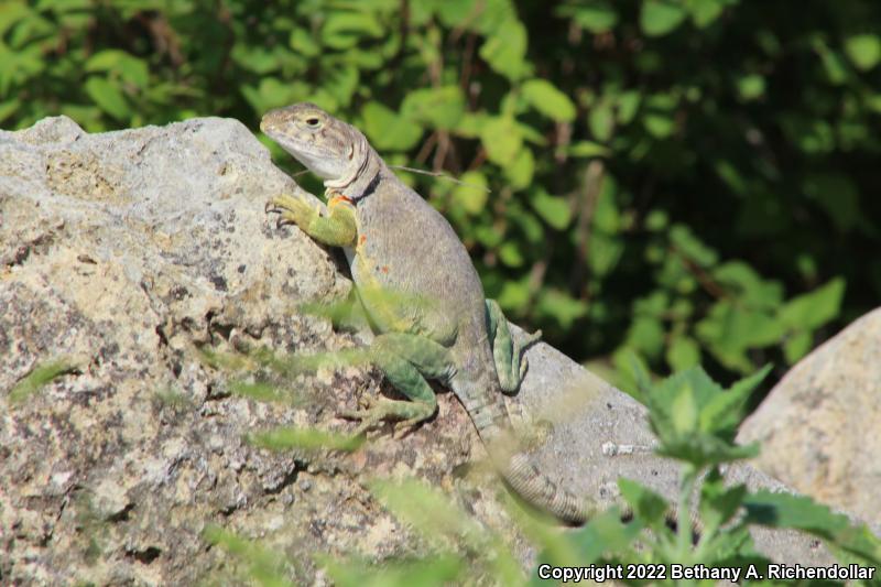 Eastern Collared Lizard (Crotaphytus collaris)