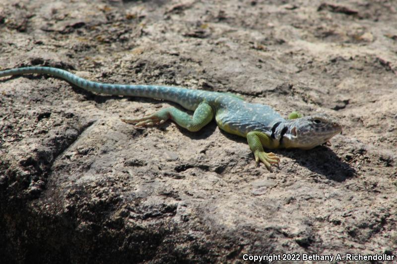 Eastern Collared Lizard (Crotaphytus collaris)