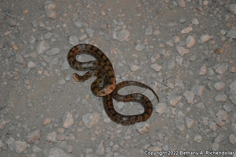 Prairie Kingsnake (Lampropeltis calligaster calligaster)