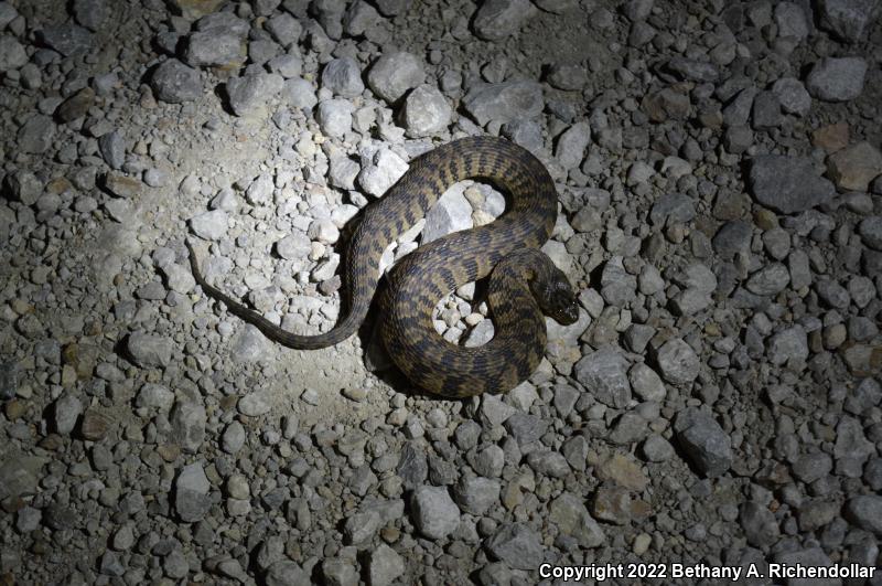 Diamond-backed Watersnake (Nerodia rhombifer rhombifer)