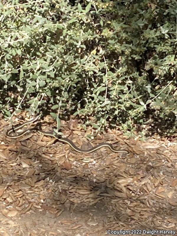 Striped Racer (Coluber lateralis)