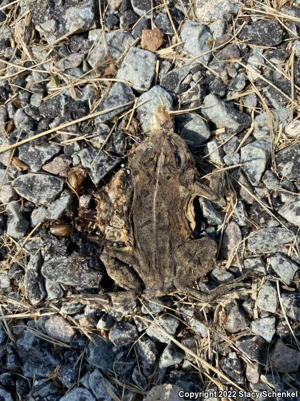 Fowler's Toad (Anaxyrus fowleri)