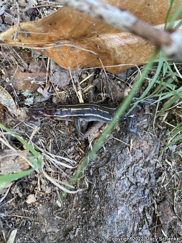 Five-lined Skink (Plestiodon fasciatus)