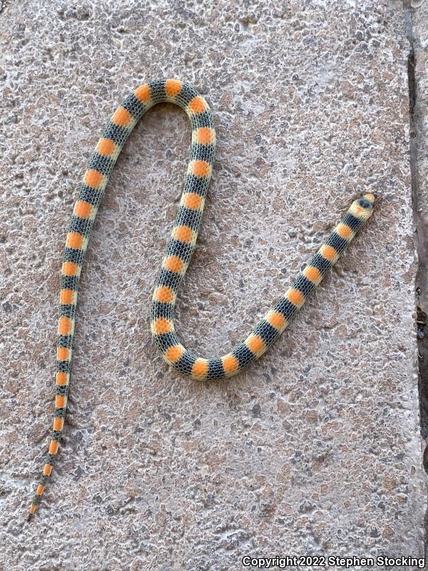 Variable Groundsnake (Sonora semiannulata semiannulata)