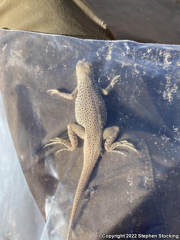 Mojave Fringe-toed Lizard (Uma scoparia)