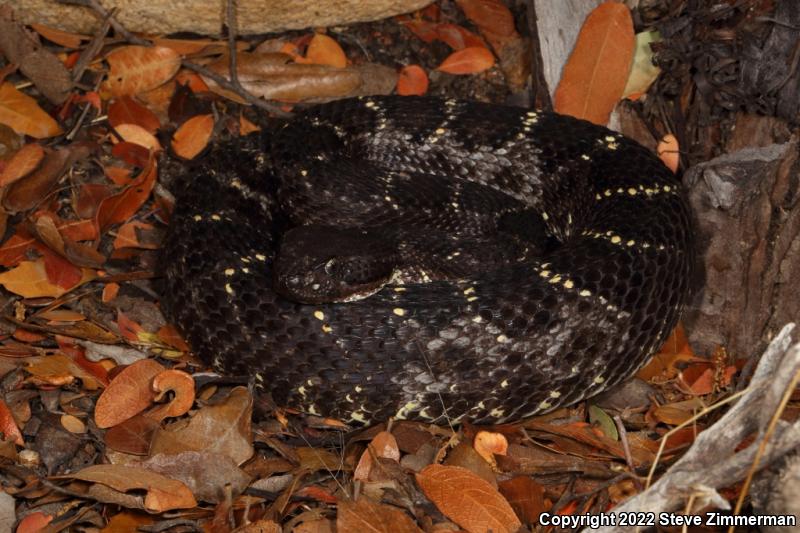 Arizona Black Rattlesnake (Crotalus cerberus)