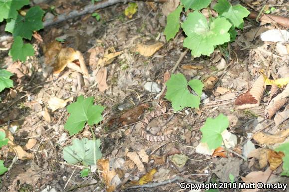 Western Cottonmouth (Agkistrodon piscivorus leucostoma)