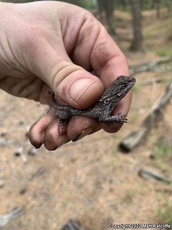 Eastern Fence Lizard (Sceloporus undulatus)