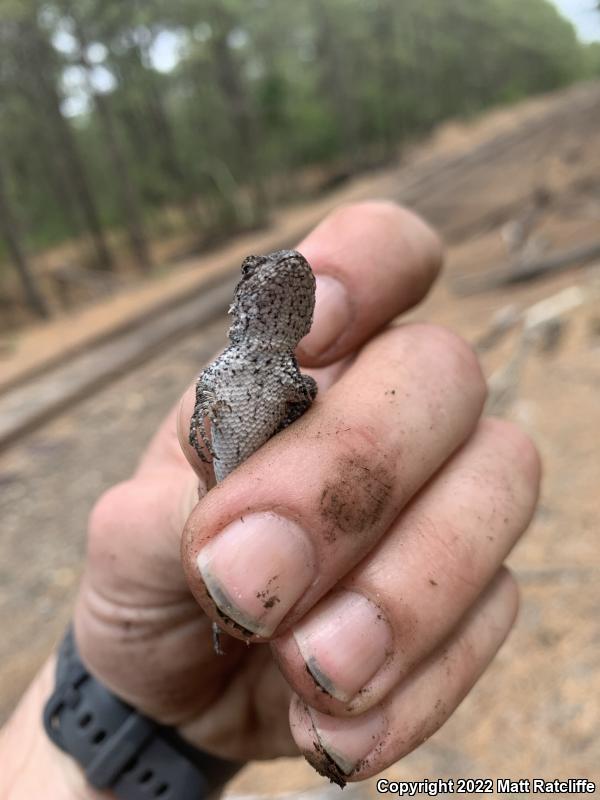 Eastern Fence Lizard (Sceloporus undulatus)