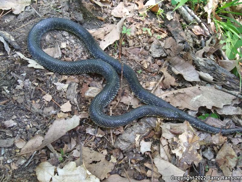 Black Kingsnake (Lampropeltis getula nigra)