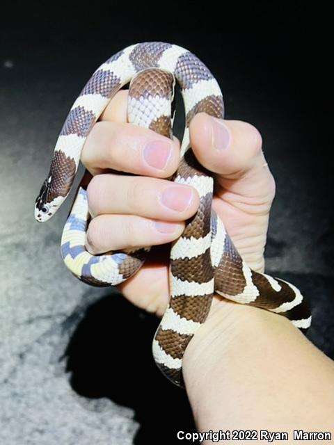 California Kingsnake (Lampropeltis getula californiae)