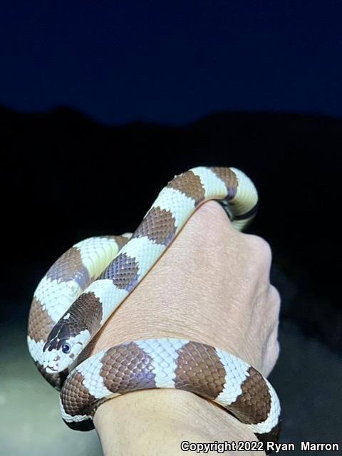 California Kingsnake (Lampropeltis getula californiae)