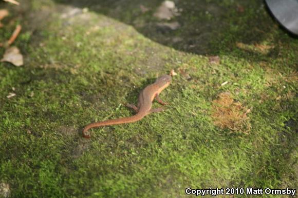 Central Newt (Notophthalmus viridescens louisianensis)