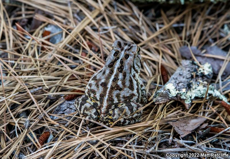 Fowler's Toad (Anaxyrus fowleri)