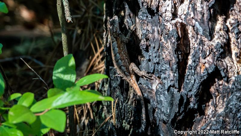 Eastern Fence Lizard (Sceloporus undulatus)