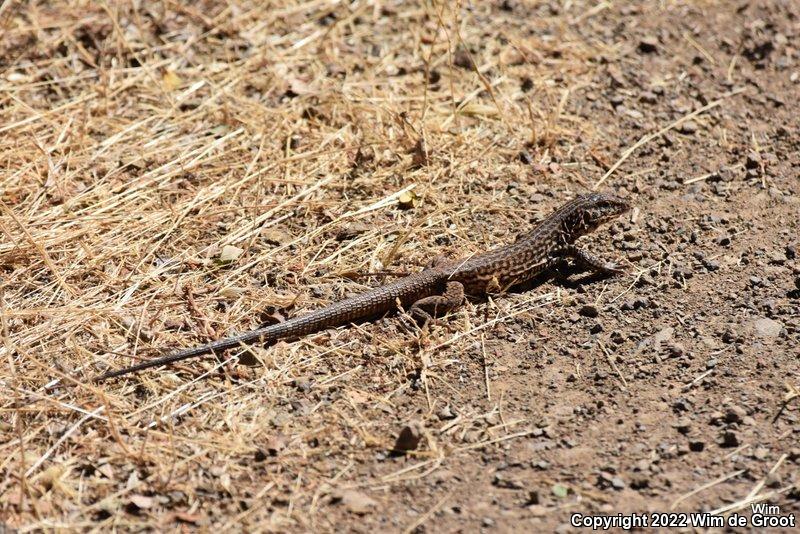 Great Basin Whiptail (Aspidoscelis tigris tigris)