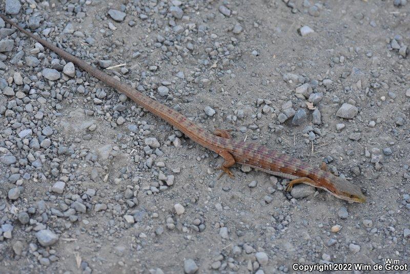 California Alligator Lizard (Elgaria multicarinata multicarinata)