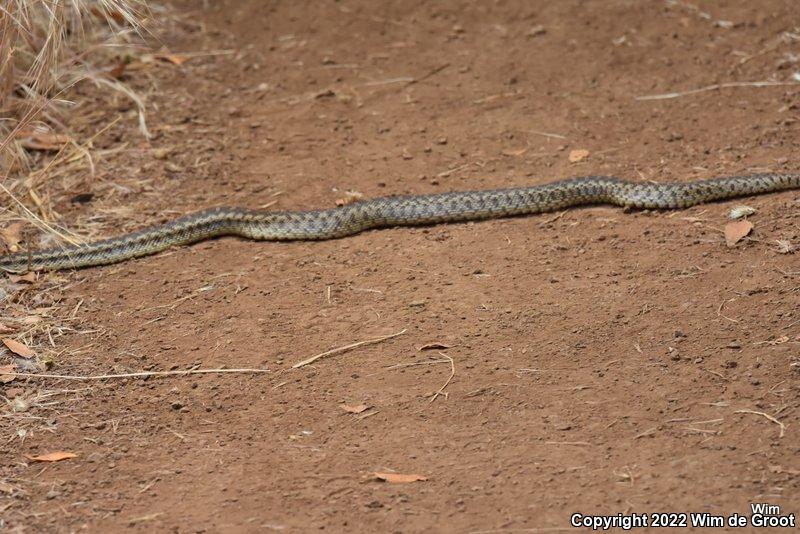 Pacific Gopher Snake (Pituophis catenifer catenifer)