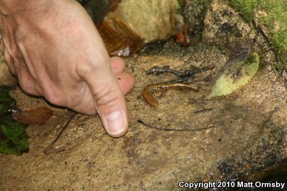 Long-tailed Salamander (Eurycea longicauda)