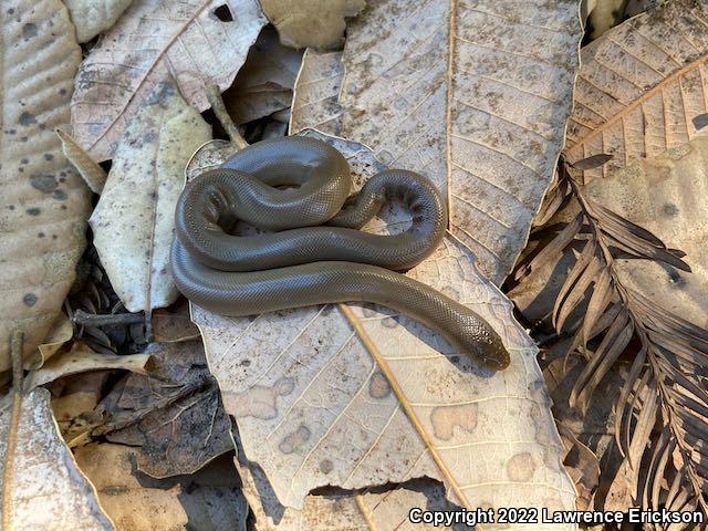 Northern Rubber Boa (Charina bottae)