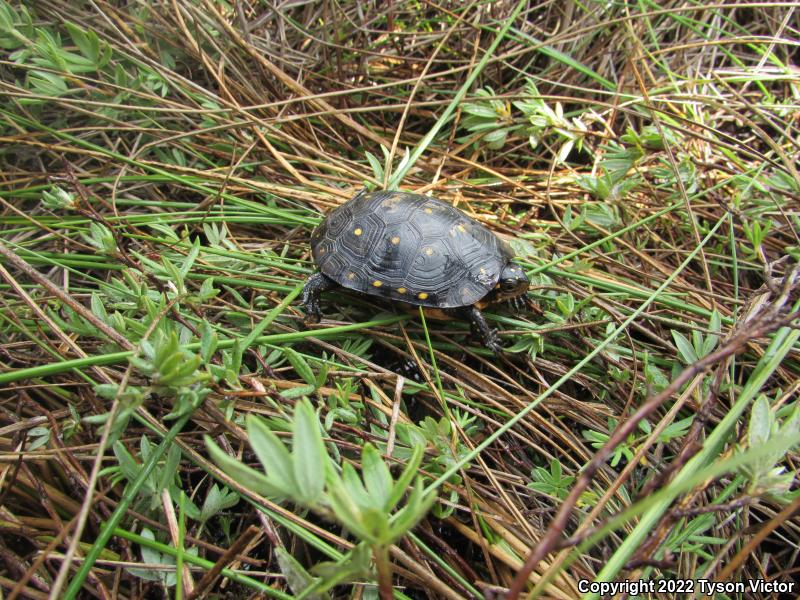 Spotted Turtle (Clemmys guttata)