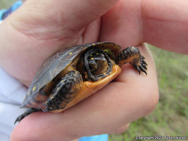 Spotted Turtle (Clemmys guttata)