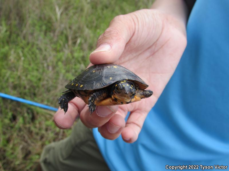 Spotted Turtle (Clemmys guttata)