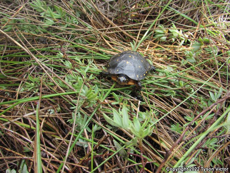 Spotted Turtle (Clemmys guttata)