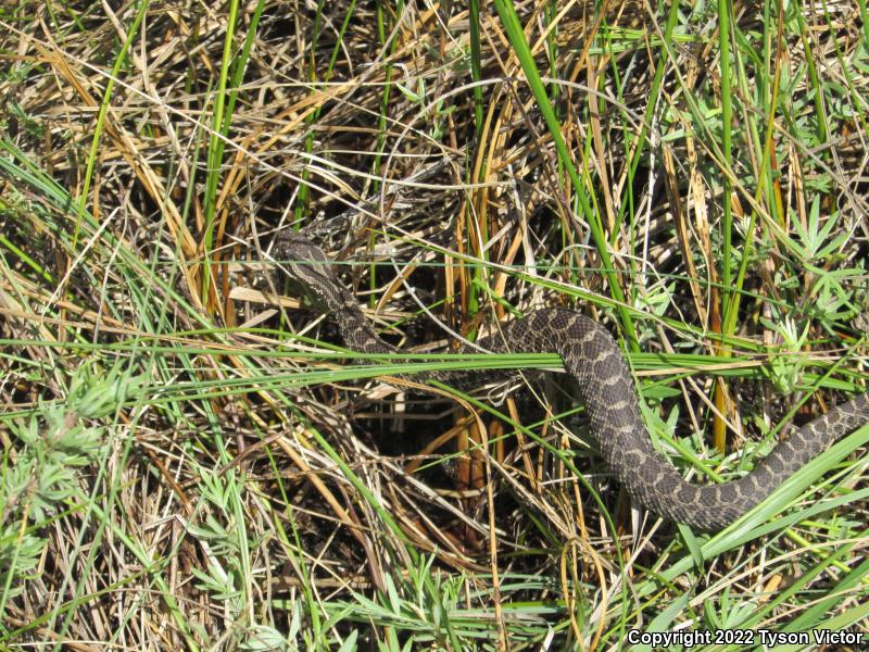 Eastern Massasauga (Sistrurus catenatus catenatus)