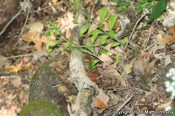 Orange-striped Ribbonsnake (Thamnophis proximus proximus)